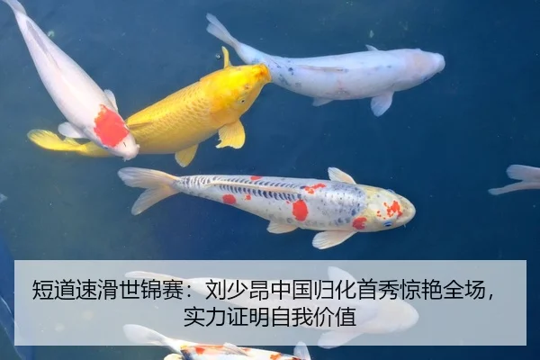 短道速滑世锦赛：刘少昂中国归化首秀惊艳全场，实力证明自我价值